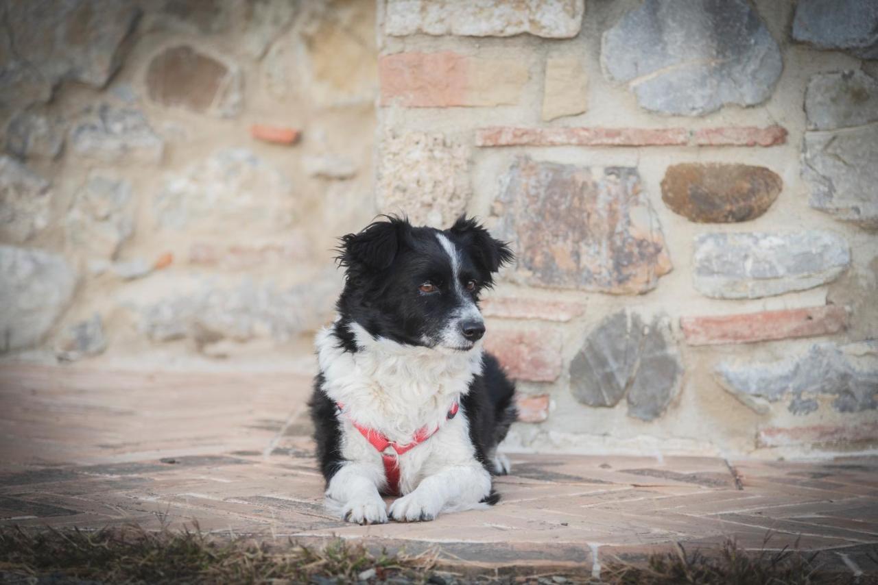 Agriturismo La Paciarella Villa Campiglia d'Orcia ภายนอก รูปภาพ